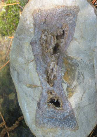 fossile 2